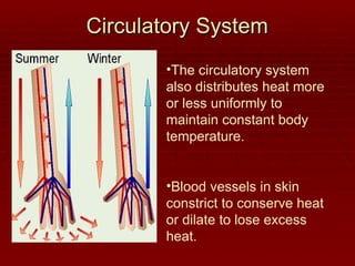 Circulatory System
Circulatory System
•The circulatory system
also distributes heat more
or less uniformly to
maintain constant body
temperature.
•Blood vessels in skin
constrict to conserve heat
or dilate to lose excess
heat.
 