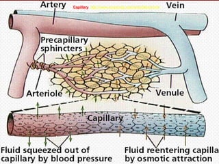 Capillary http://www.innerbody.com/anim/blood.html
 