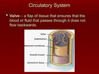 Circulatory System
Circulatory System
 Valve
Valve – a flap of tissue that ensures that the
– a flap of tissue that ensures that the
blood or fluid that passes through it does not
blood or fluid that passes through it does not
flow backwards.
flow backwards.
 