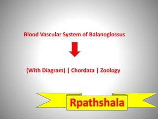 Blood Vascular System of Balanoglossus
(With Diagram) | Chordata | Zoology
 