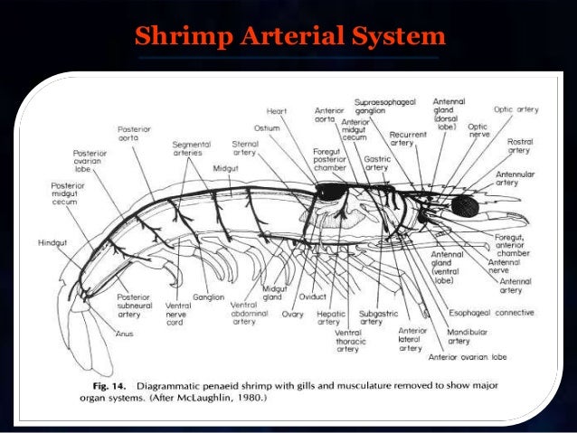 nervous system of prawn pdf