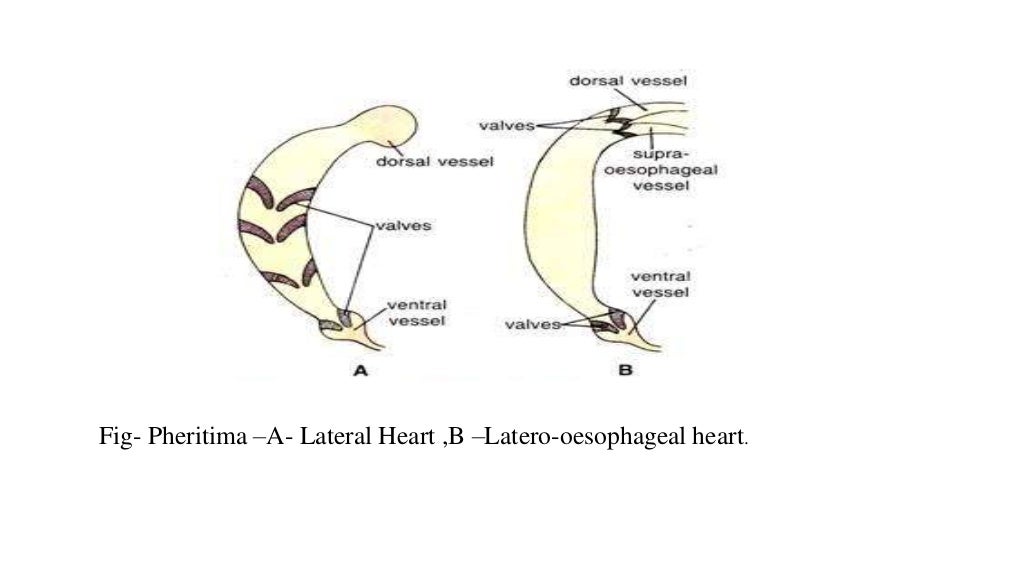 Circulatory system of earthworm