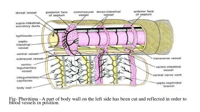 Circulatory system of earthworm