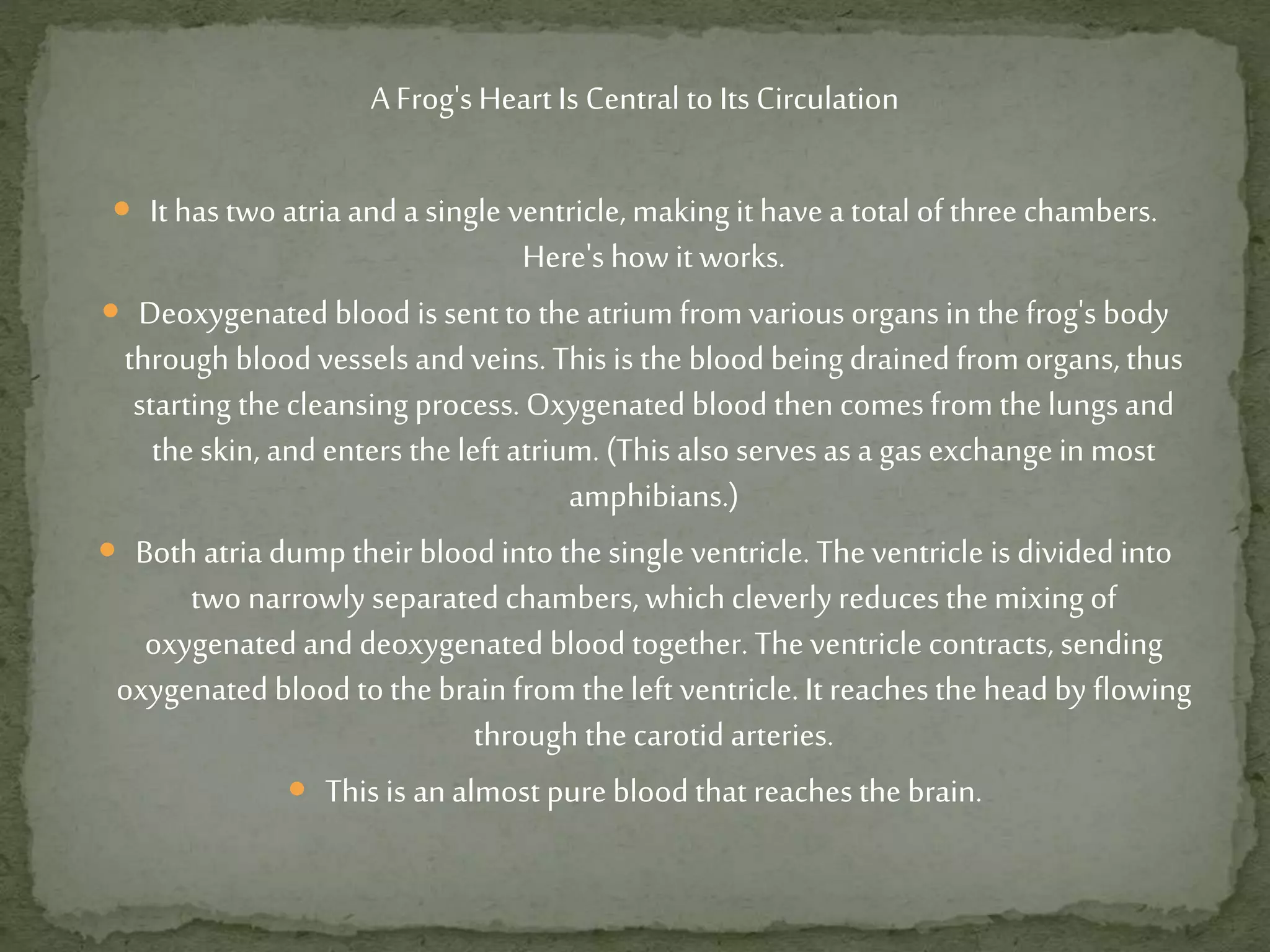 A Frog's Heart Is Central to Its Circulation
 It has two atria and a single ventricle, making it havea total of three chambers.
Here's howit works.
 Deoxygenated blood is sentto the atrium from various organs in the frog's body
through blood vessels and veins. This is the blood being drained from organs, thus
starting the cleansing process. Oxygenated blood then comes from the lungs and
the skin, and enters the left atrium. (This also serves as a gas exchangein most
amphibians.)
 Both atria dump their blood into the single ventricle. Theventricle is divided into
two narrowly separated chambers, which cleverlyreduces the mixing of
oxygenated and deoxygenated blood together. The ventricle contracts, sending
oxygenated blood tothe brain from the left ventricle. It reaches the head by flowing
through the carotid arteries.
 This is an almost pure blood that reaches the brain.
 