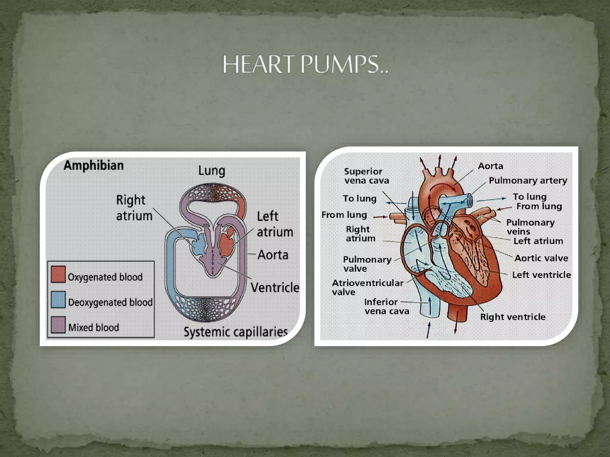 Circulatory system of frog