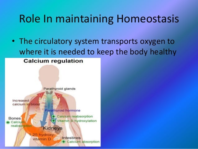 Circulatory system