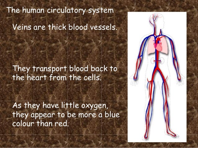Circulatory system pdf