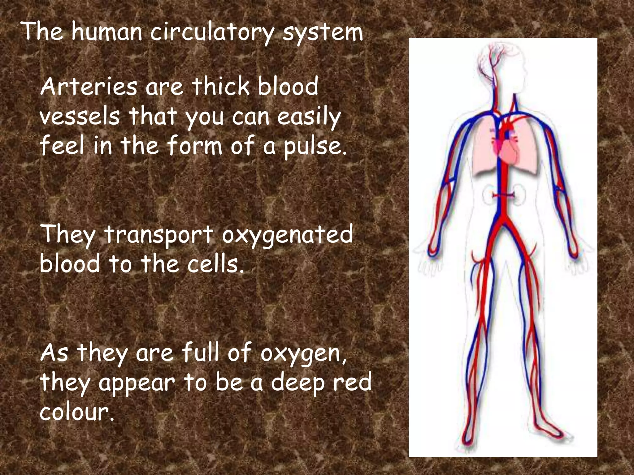 Circulatory System Pdf PPT circulatory-system-pdf-ppt