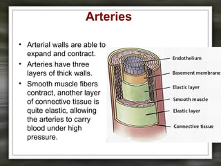 Arteries
• Arterial walls are able to
expand and contract.
• Arteries have three
layers of thick walls.
• Smooth muscle fibers
contract, another layer
of connective tissue is
quite elastic, allowing
the arteries to carry
blood under high
pressure.
 