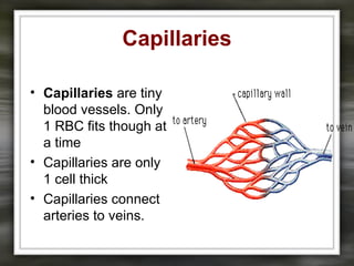 Capillaries
• Capillaries are tiny
blood vessels. Only
1 RBC fits though at
a time
• Capillaries are only
1 cell thick
• Capillaries connect
arteries to veins.
 