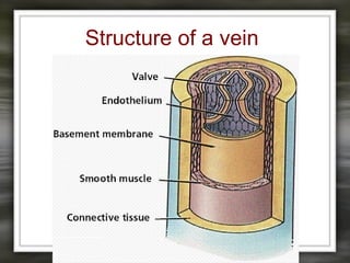 Structure of a vein
 