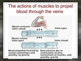 The actions of muscles to propel
blood through the veins
 
