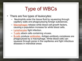 Type of WBCs
• There are five types of leukocytes:
– Neutrophils enter the tissue fluid by squeezing through
capillary walls and phagocytozing foreign substances.
– Macrophages release white blood cell growth factors,
causing a population increase for white blood cells.
– Lymphocytes fight infection.
– T-cells attack cells containing viruses.
– B-cells produce antibodies. Antigen-antibody complexes are
phagocytized by a macrophage. White blood cells can
squeeze through pores in the capillaries and fight infectious
diseases in interstitial areas
 