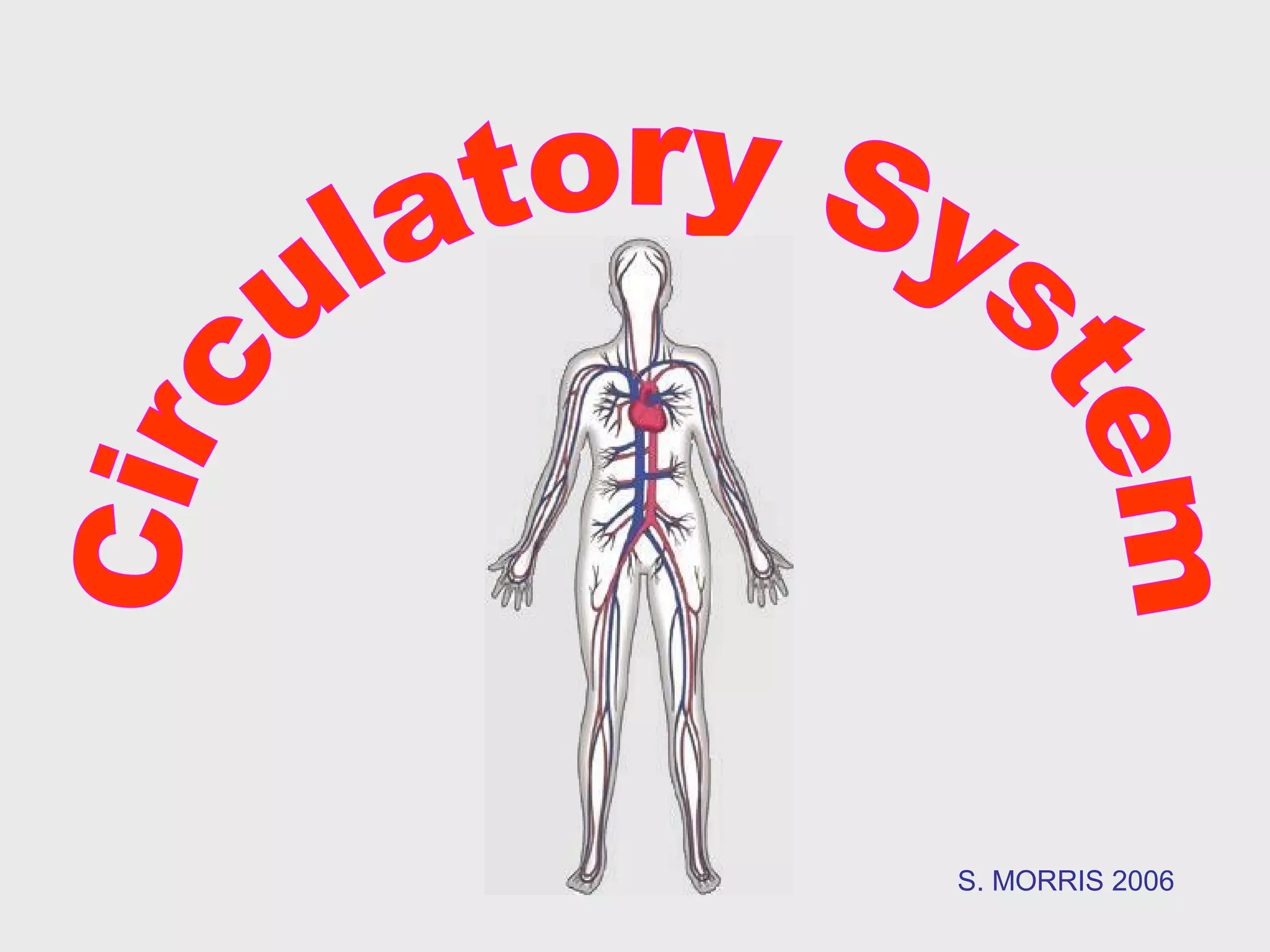 ANATOMY OF THE CIRCULATORY SYSTEM PPT visual data 5