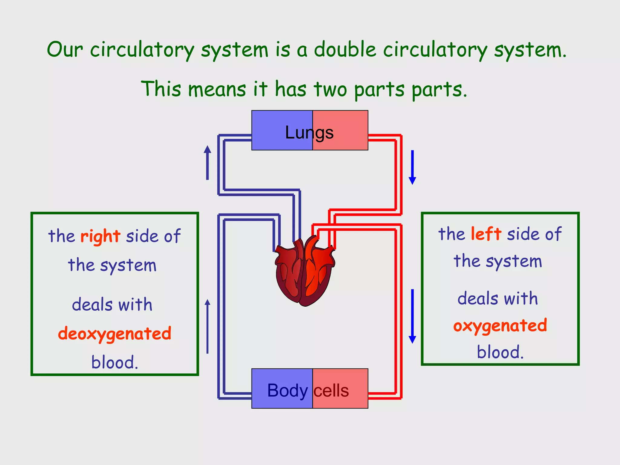 Circulatory System Ppt | PPT