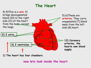 Circulatory System Ppt | PPT