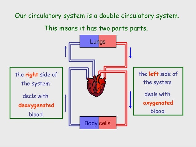 Circulatory System Ppt