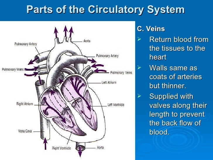 CIRCULATORY SYSTEM