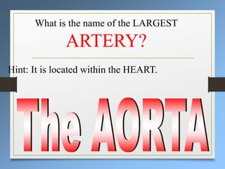What is the name of the LARGEST
ARTERY?
Hint: It is located within the HEART.
 