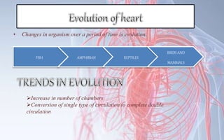 Evolution Circulation Circulatory system ppt | PPTX