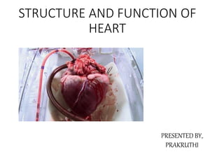 PRESENTED BY,
PRAKRUTHI
STRUCTURE AND FUNCTION OF
HEART
 
