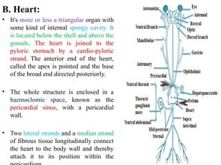 Circulatory system prawn.pptx Blood vascular system | PPTX