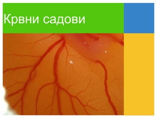Крвни садови
 