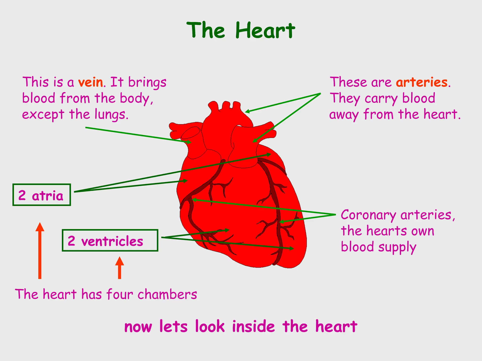 The Heart

 This is a vein. It brings                  These are arteries.
 blood from the body,                       They carry blood
 except the lungs.                          away from the heart.




2 atria
                                             Coronary arteries,
                                             the hearts own
          2 ventricles                       blood supply


The heart has four chambers

                  now lets look inside the heart
 