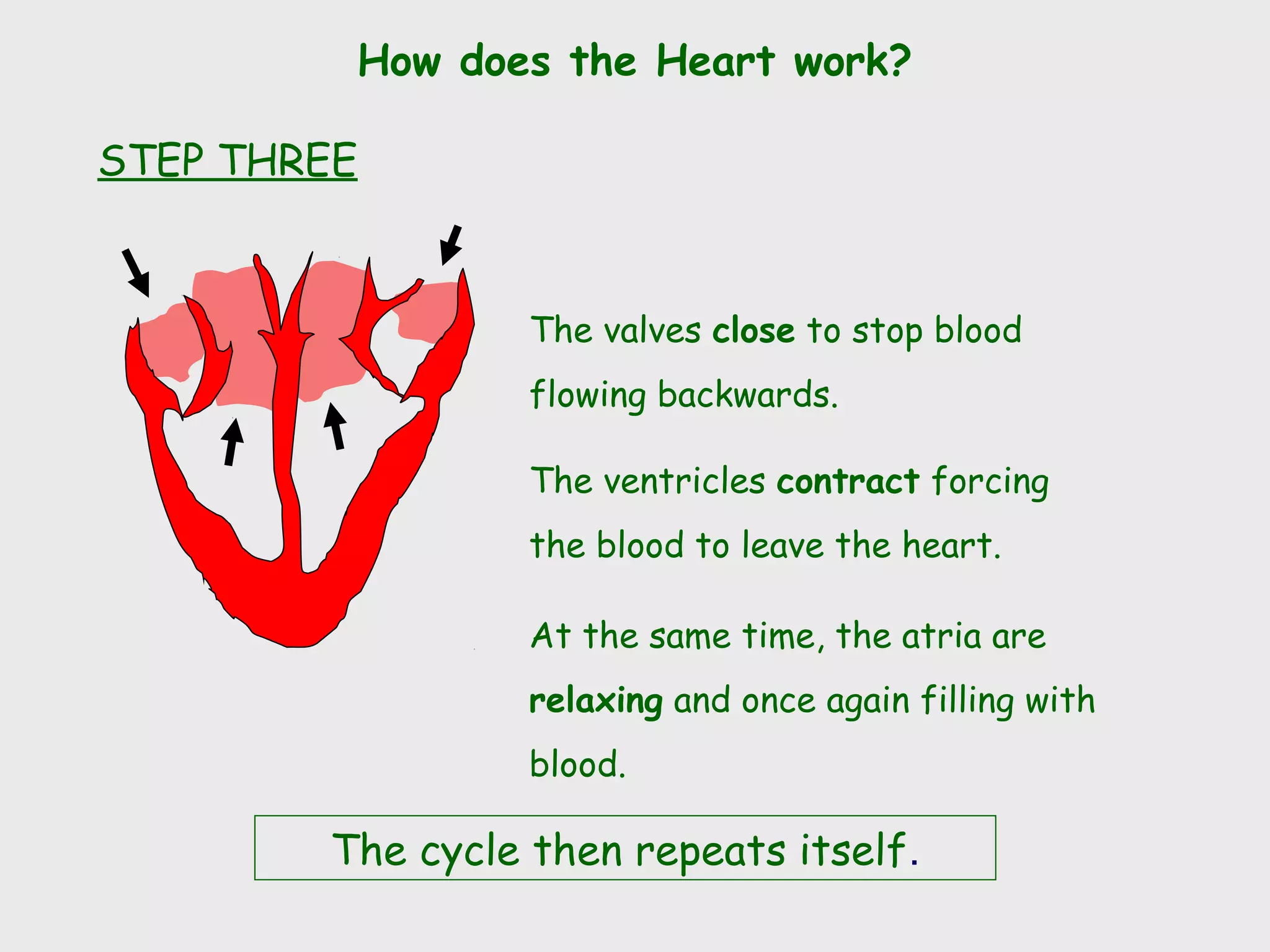 How does the Heart work?

STEP THREE


                  The valves close to stop blood
                  flowing backwards.

                  The ventricles contract forcing
                  the blood to leave the heart.

                  At the same time, the atria are
                  relaxing and once again filling with
                  blood.

        The cycle then repeats itself.
 