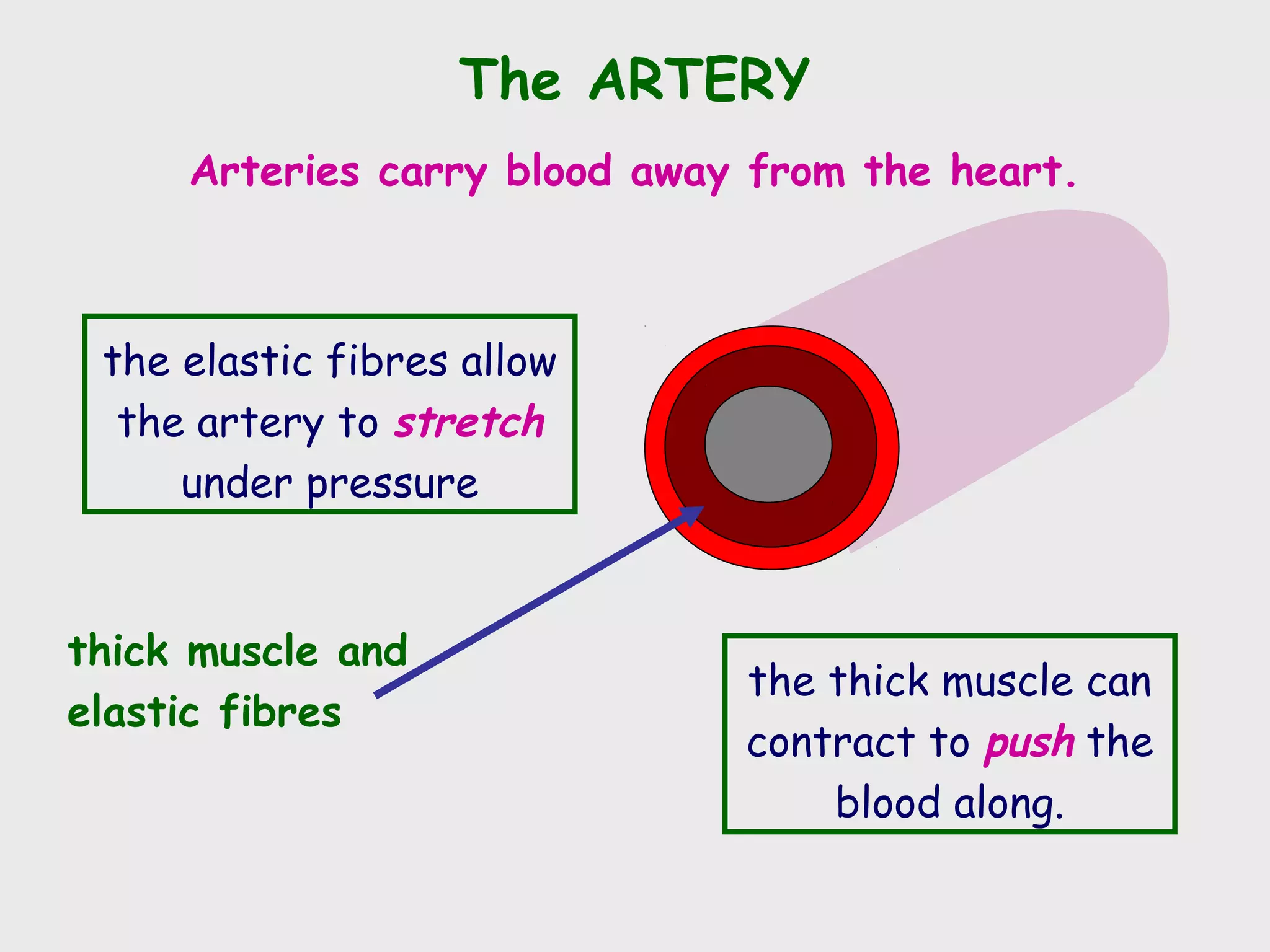The ARTERY
     Arteries carry blood away from the heart.



 the elastic fibres allow
  the artery to stretch
     under pressure


thick muscle and
                              the thick muscle can
elastic fibres
                              contract to push the
                                  blood along.
 