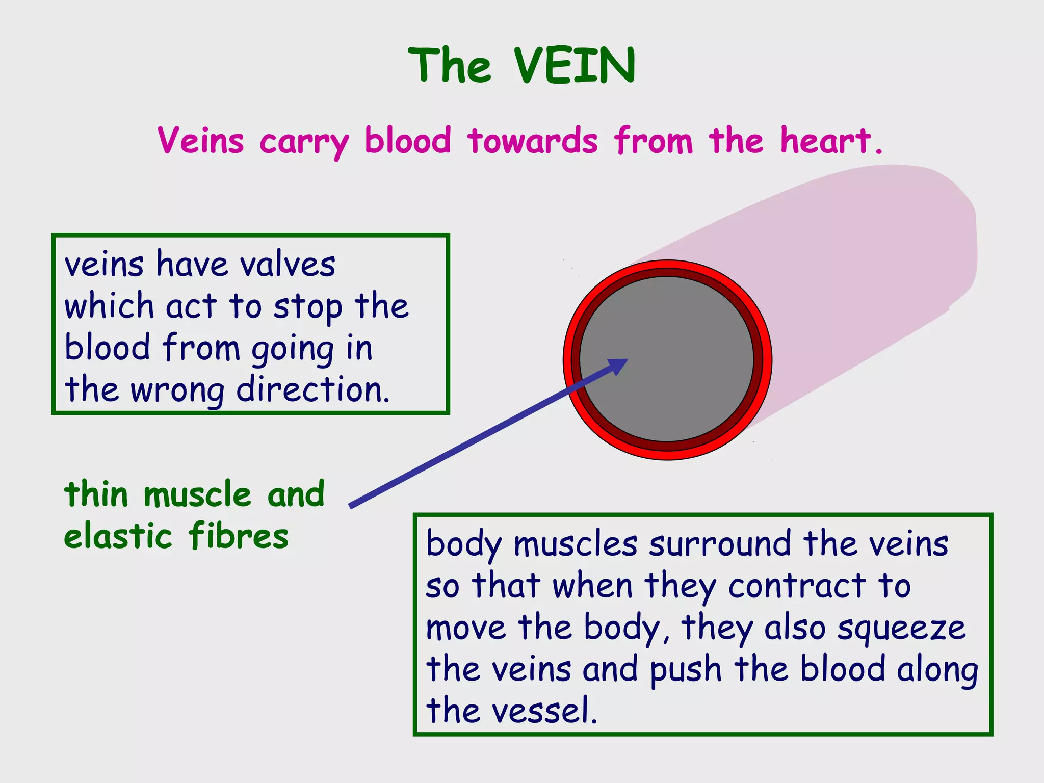 The VEIN
     Veins carry blood towards from the heart.


veins have valves
which act to stop the
blood from going in
the wrong direction.


thin muscle and
elastic fibres          body muscles surround the veins
                        so that when they contract to
                        move the body, they also squeeze
                        the veins and push the blood along
                        the vessel.
 