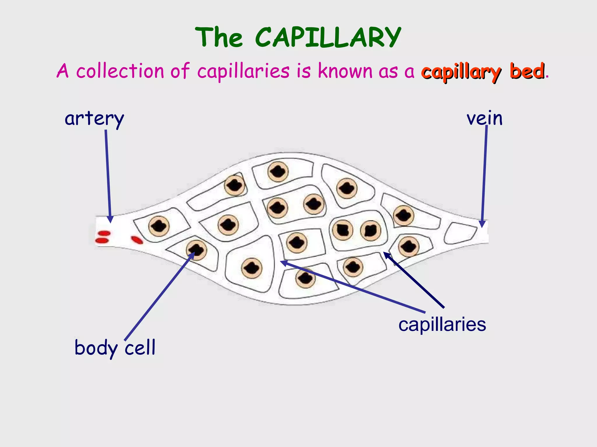 The CAPILLARY
A collection of capillaries is known as a capillary bed.
                                                    bed

 artery                                       vein




                                      capillaries
  body cell
 