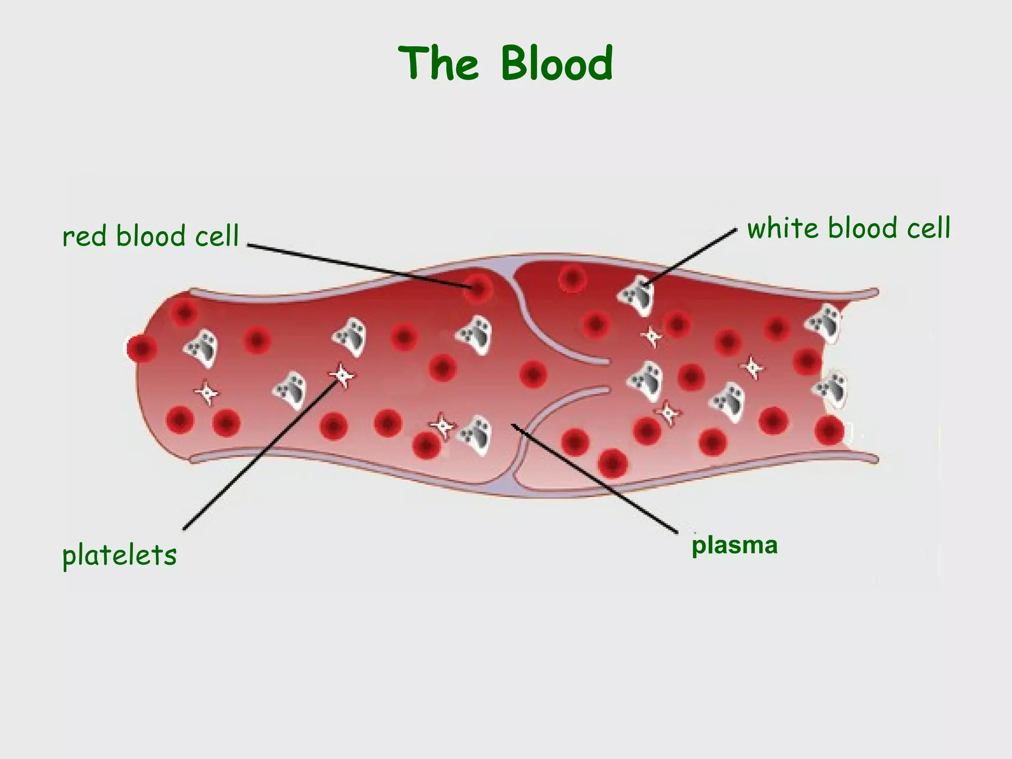 The Blood


red blood cell                  white blood cell




platelets                    plasma
 