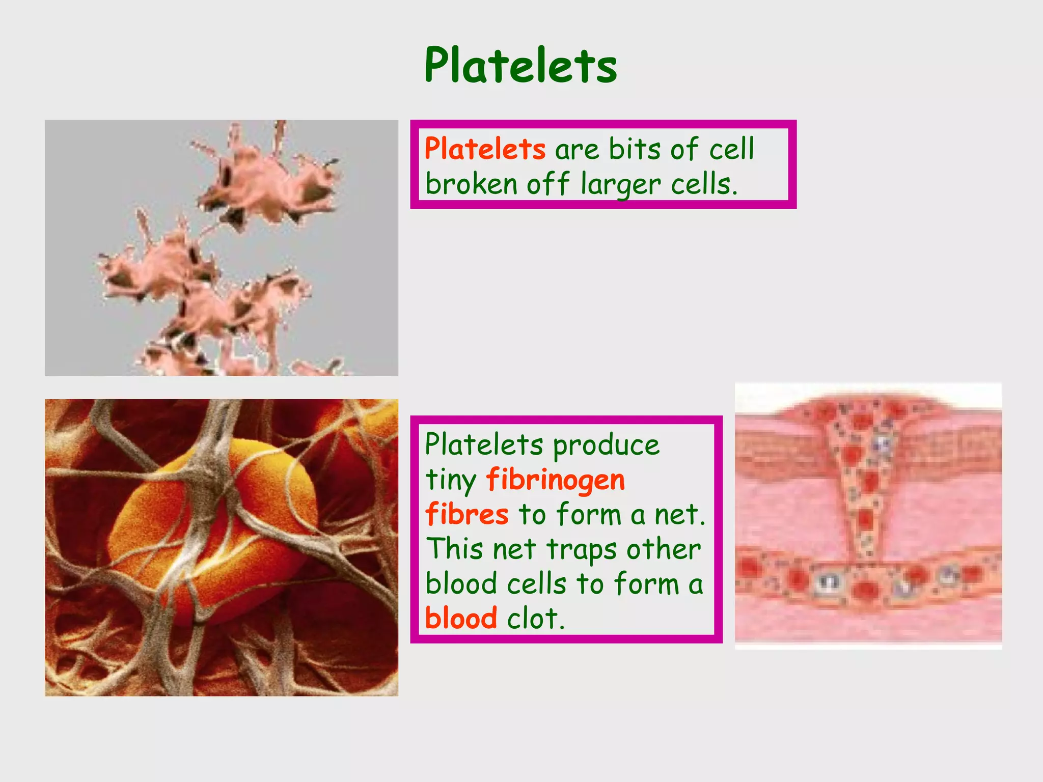 Platelets
Platelets are bits of cell
broken off larger cells.




Platelets produce
tiny fibrinogen
fibres to form a net.
This net traps other
blood cells to form a
blood clot.
 