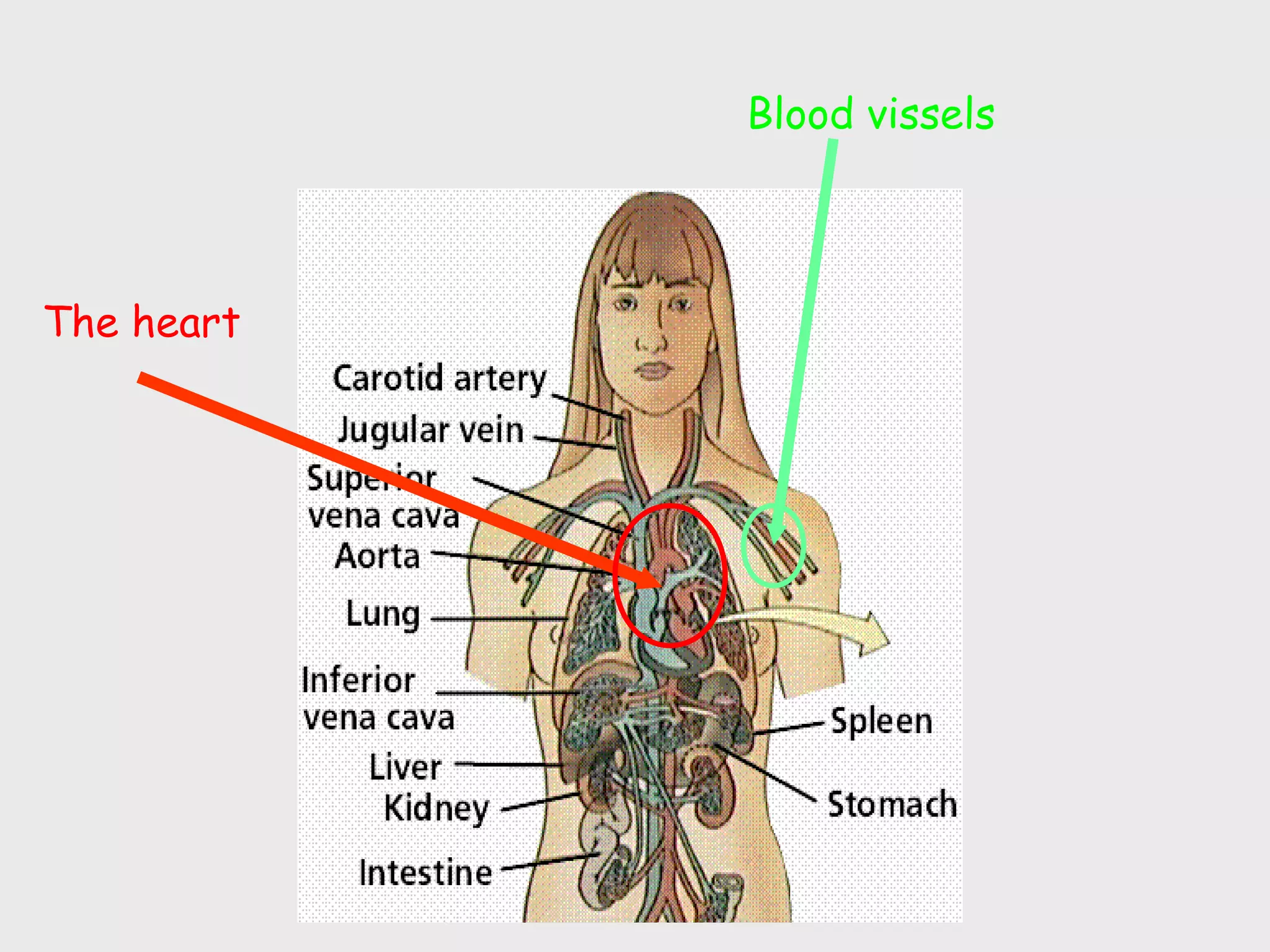 Blood vissels



The heart
 