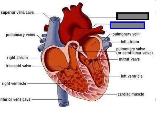 Human Heart Visual Quiz Powerpoint Parts Of The Heart Chambers Cir