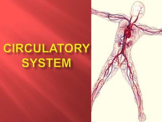 Circulatory system 