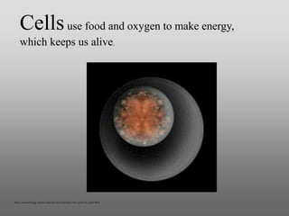 Cellsuse food and oxygen to make energy,
which keeps us alive.
http://www.biology.arizona.edu/cell_bio/activities/cell_cycle/cell_cycle.html
 