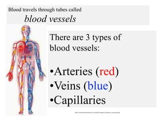 Blood travels through tubes called
blood vessels
http://www.besttreatments.co.uk/btuk/images/circluation_animation.gif
There are 3 types of
blood vessels:
•Arteries (red)
•Veins (blue)
•Capillaries
 