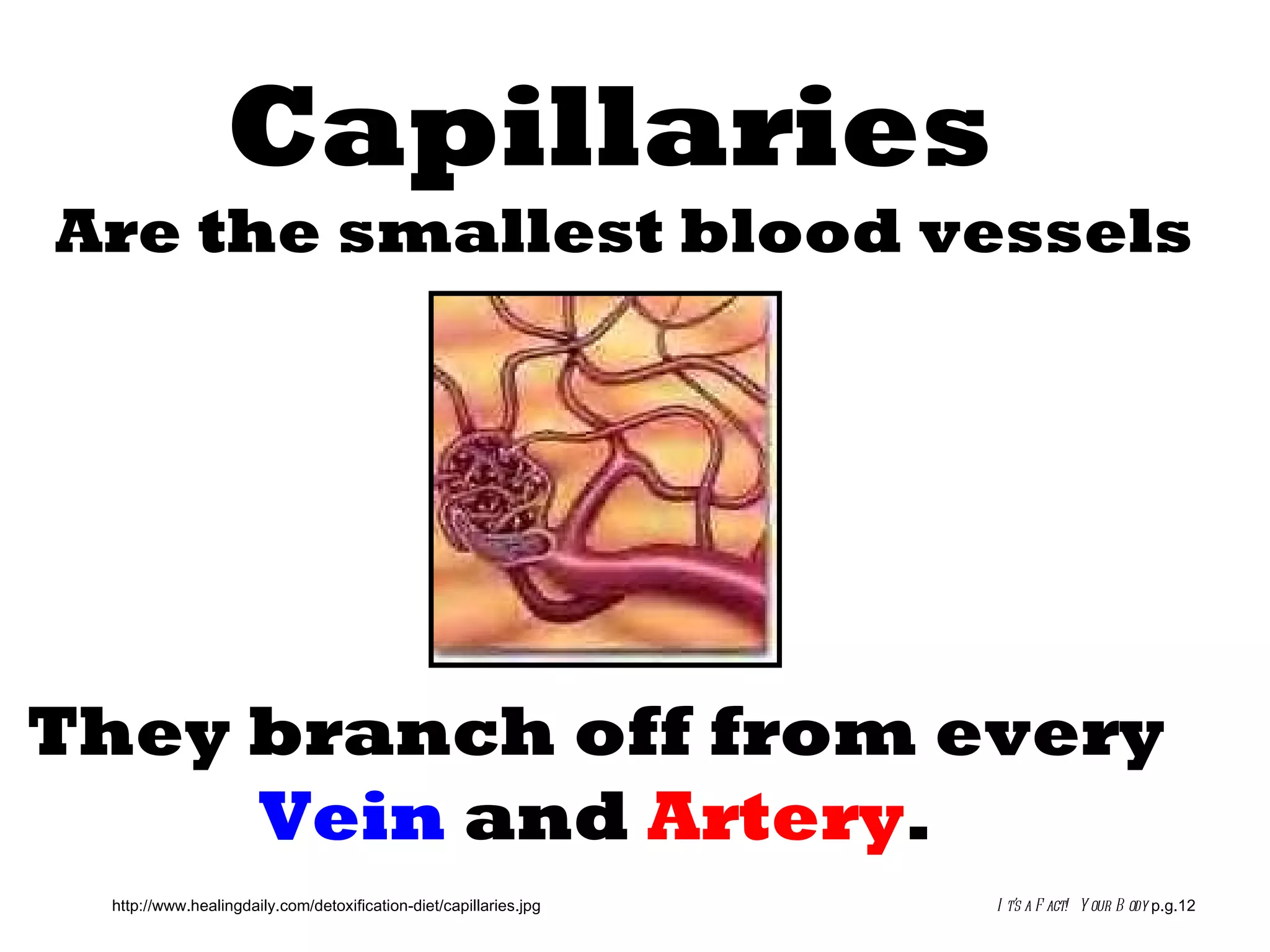 Circulatory System Slide Show PPT