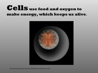 Circulatory system slide show | PPT