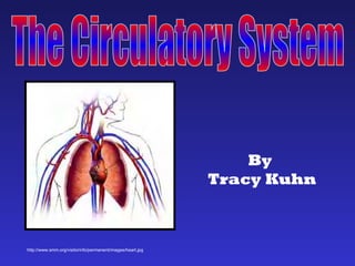 By  Tracy Kuhn http://www.smm.org/visitorinfo/permanent/images/heart.jpg The Circulatory System 