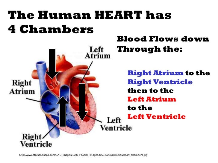 Circulatory system slide show