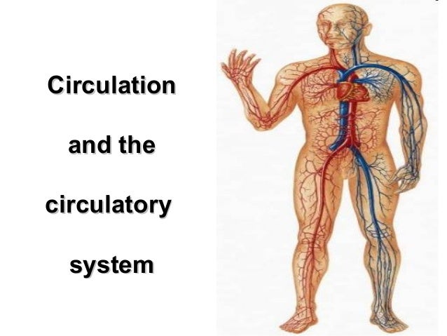 Circulatory system unit two