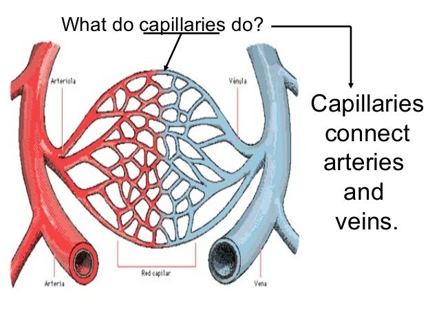 what do capillaries do what do capillaries do