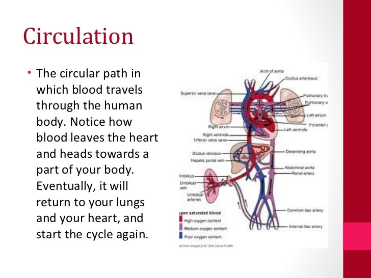 Circulatory System Vocabulary