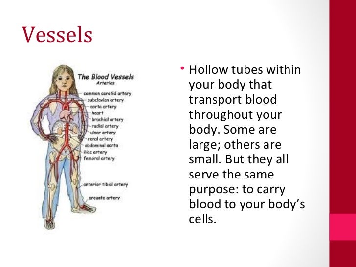 Circulatory System Vocabulary