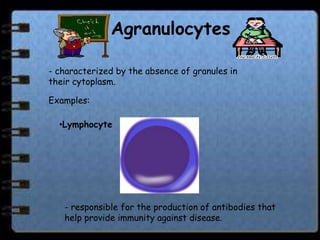 Agranulocytes

- characterized by the absence of granules in
their cytoplasm.

Examples:

  •Lymphocyte




   - responsible for the production of antibodies that
   help provide immunity against disease.
 