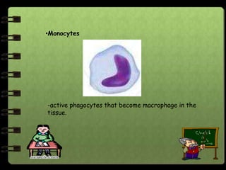 •Monocytes




-active phagocytes that become macrophage in the
tissue.
 