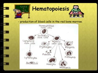Hematopoiesis

- production of blood cells in the red bone marrow.
 